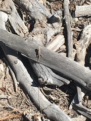 Sceloporus graciosus graciosus