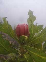 Protea comptonii