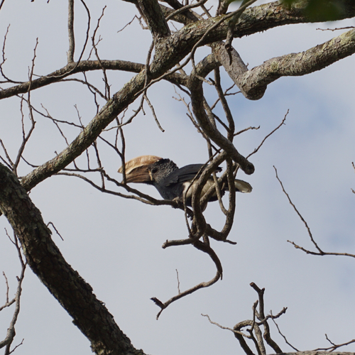 Silvery-cheeked Hornbill