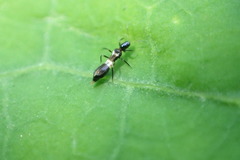 Franklinothrips vespiformis
