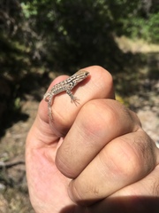 Sceloporus graciosus graciosus