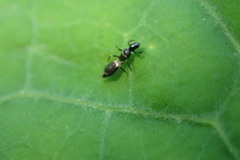 Franklinothrips vespiformis