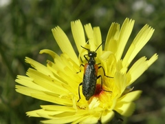 Eupompha elegans