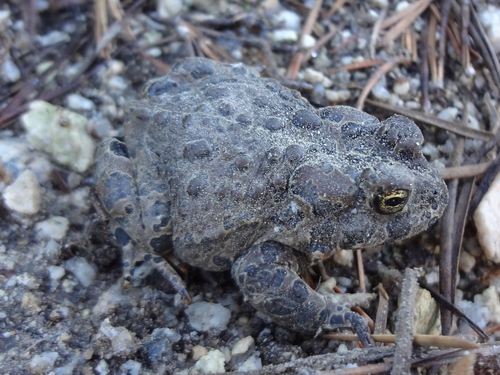iNaturalist observation photo of Yosemite Toad