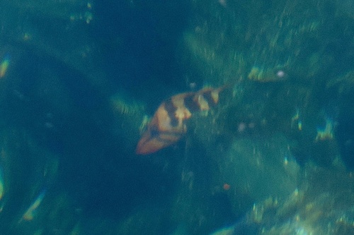 Tiger rockfish (Sebastes nigrocinctus) — Sebastidae