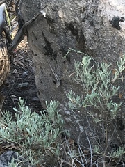 Sceloporus graciosus graciosus