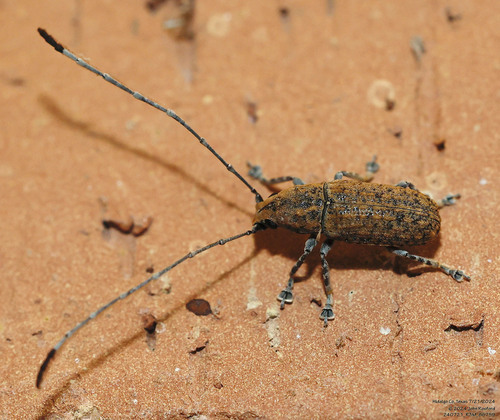 Phoenicobiella schwarzi