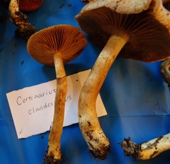 Cortinarius clandestinus