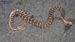 Gloydius intermedius