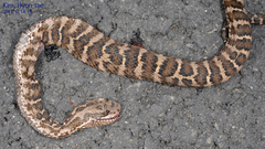 Gloydius intermedius