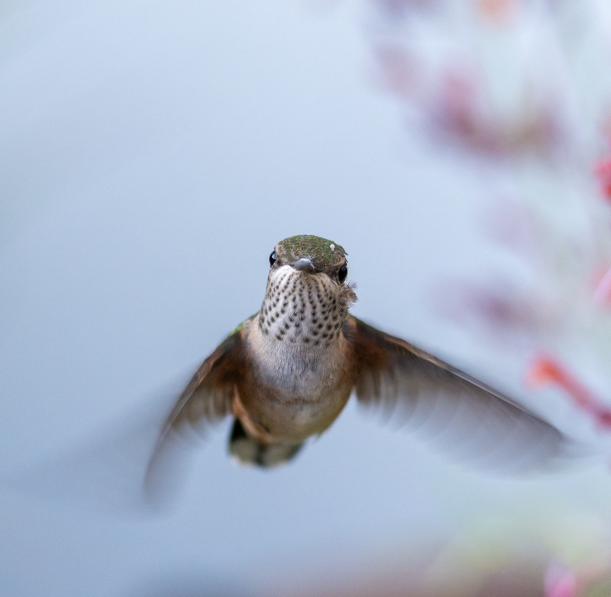 Broad-tailed Hummingbird (Selasphorus platycercus)