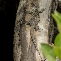 Varanus scalaris