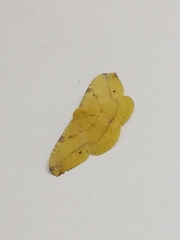 Lepidoptera