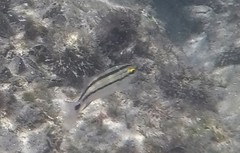 Haemulon scudderii