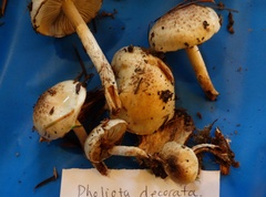 Pholiota decorata