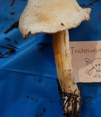 Tricholoma pardinum