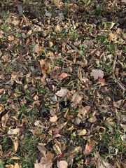 Schwarznuss (Juglans nigra): Herkunft und Verwendung — Foto 3
