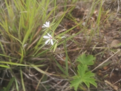 Pelargonium alchemilloides