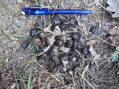 Cervus elaphus maral