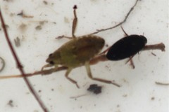 Tropisternus quadristriatus