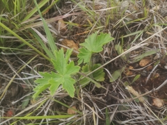 Pelargonium alchemilloides