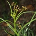Frutang - Photo (c) Duncan McKenzie, some rights reserved (CC BY-NC), uploaded by Duncan McKenzie