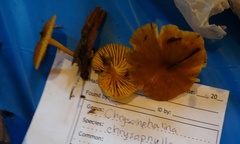 Chrysomphalina chrysophylla