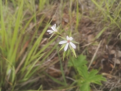 Pelargonium alchemilloides