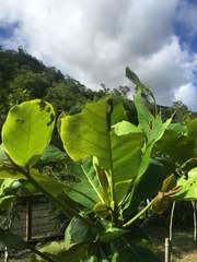 Thyas coronata