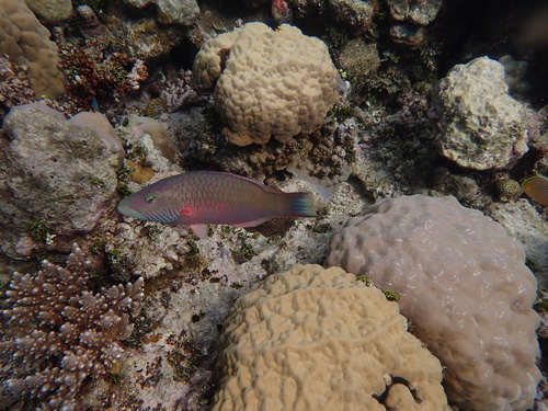 Oxycheilinus digramma