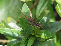 Cardiodactylus guttulus