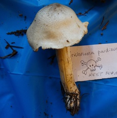 Tricholoma pardinum
