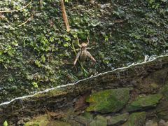 Cardiodactylus guttulus