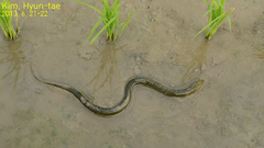 Monopterus albus
