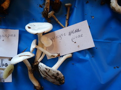 Hygrophorus piceae