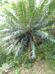 Cycas