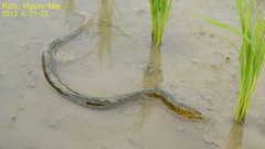 Monopterus albus