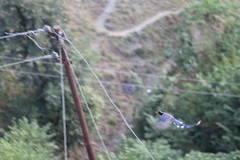 Urocissa erythroryncha