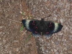 Lyropteryx terpsichore