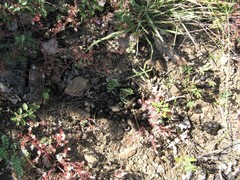 Cervus elaphus maral