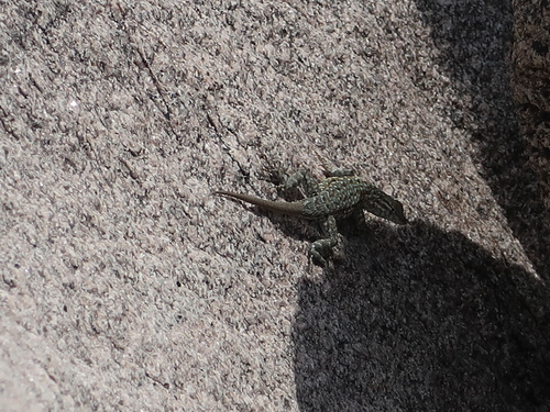 iNaturalist observation photo of Western Side-blotched Lizard