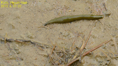 Hirudinea