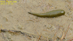 Hirudinea