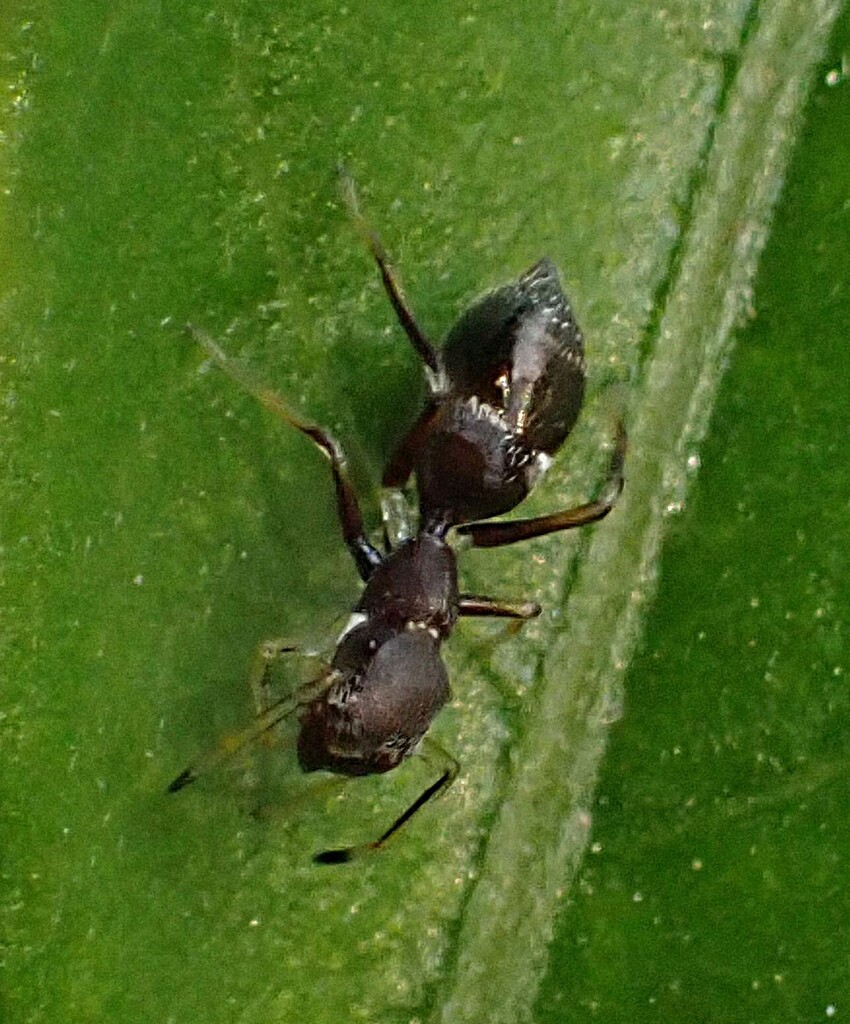 Belippo calcarata