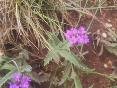 Verbena rigida