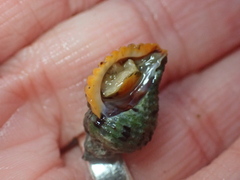 Paciocinebrina circumtexta