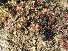 Cervus elaphus maral