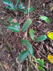 Turpinia ternata