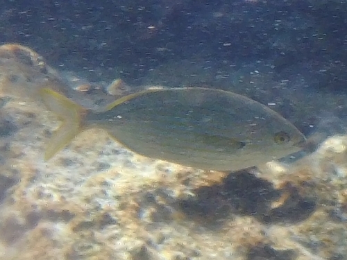 Sarpa salpa
