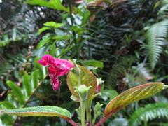 Kohleria inaequalis